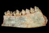 Eocene Ruminant (Lophiomeryx) Jaw Section - Quercy, France #181285-1